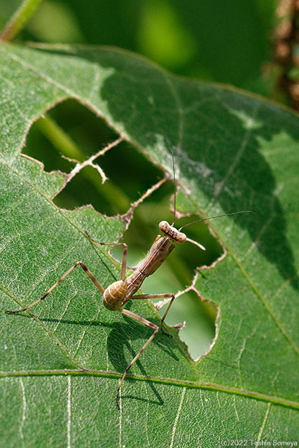 日陰に逃げこみたい（？）ハラビロカマキリ幼虫