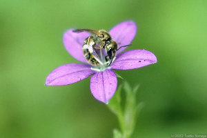 小さな花で吸蜜する小さなハチ
