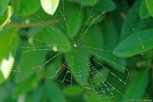 出来ばえがイマイチな蜘蛛の網