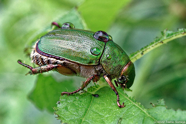 雨上がりのアオドウガネ・余裕の態度
