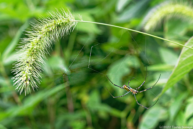 こじんまりとした網を張るクモ