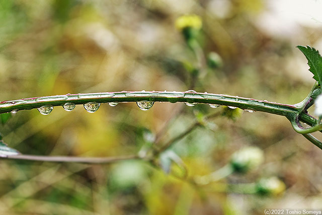 草の茎にも雨滴がびっしり