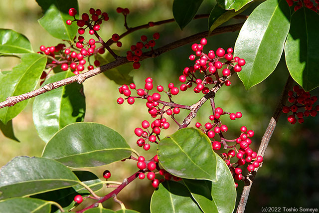 クロガネモチの実