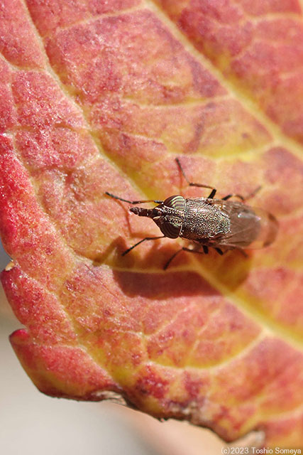 じーっと固まっていたツマグロキンバエ