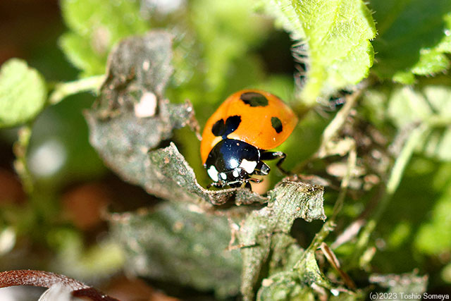 日向ぼっこに専念中のナナホシテントウ