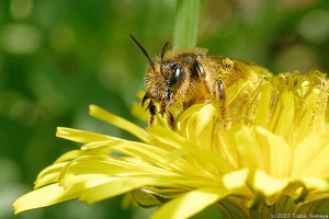 タンポポの花で吸蜜する大型のハチ