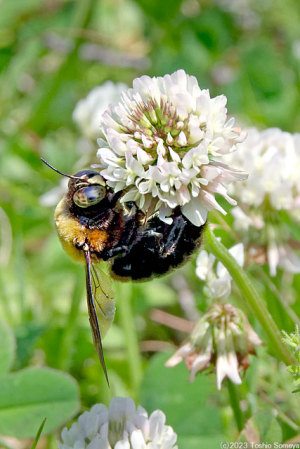 シロツメクサの花で吸蜜するクマバチ