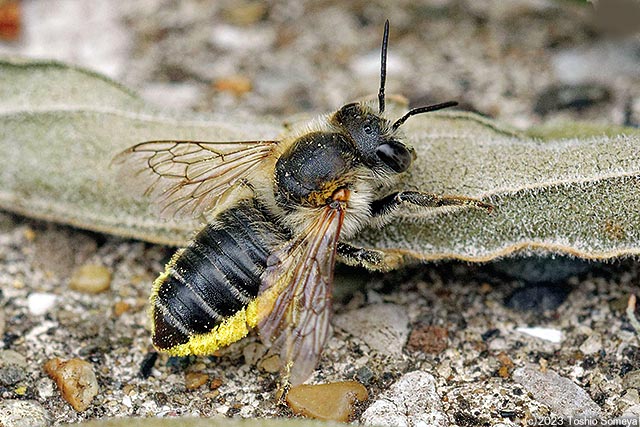 花粉まぶし状態のハチ