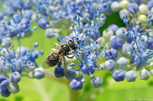 ガクアジサイで吸蜜中のハチ