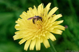 吸蜜に熱中する小さなハチ