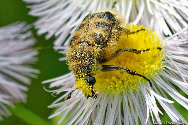 花粉まぶし状態のヒメトラハナムグリ
