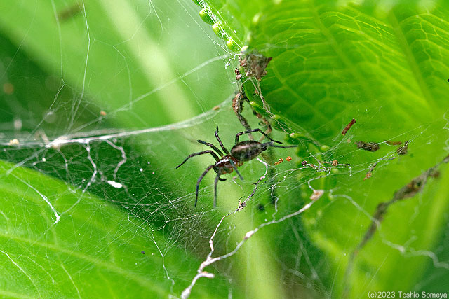 収穫ゼロ状態な蜘蛛の網