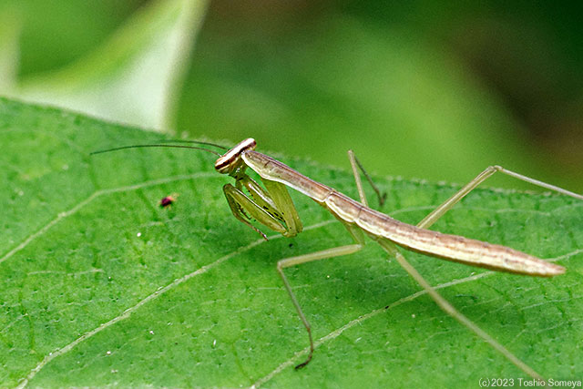 カマキリ幼虫の調子もいまひとつ