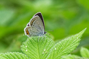 ツバメシジミ ツバメシジミ