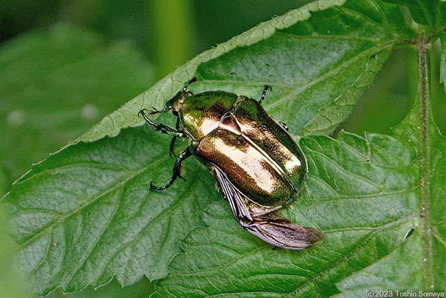 曇天下でも輝きは一級！