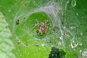 獲物はさっぱりの蜘蛛の網