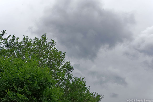 梅雨が本気を・・