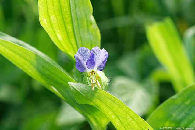 強い陽射しを苦にしないツユクサの花