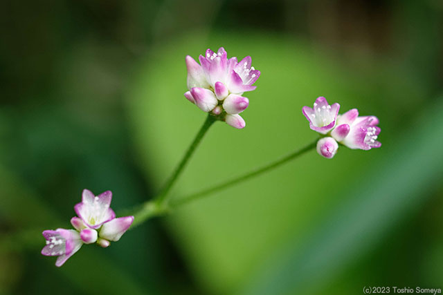 ミゾソバの花