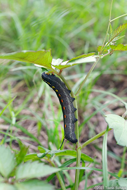 スズメガのイモムシ、食い気十分