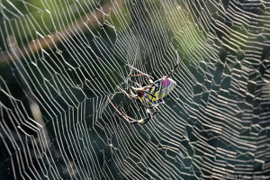 網を修繕中の蜘蛛
