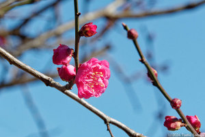 早くも開いたウメの花