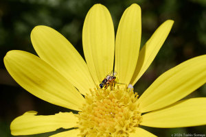 キクイモの花で吸蜜する小さなハチ