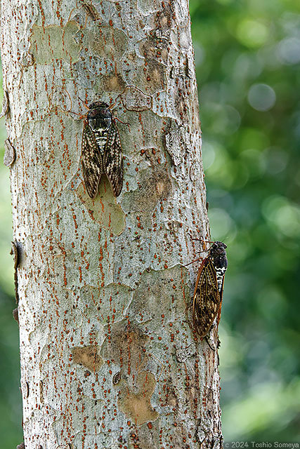 アブラゼミのカップル