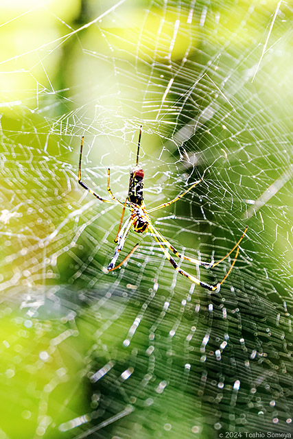 獲物か掛かった形跡ゼロの蜘蛛の網