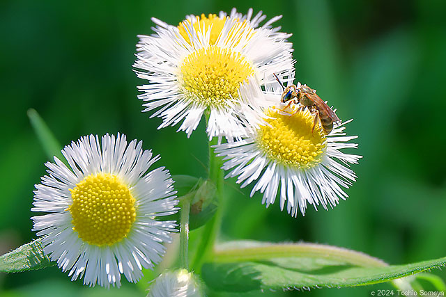 小さな花に 小さなハチ