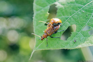 クビボソハムシの繁殖行動