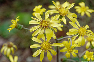 寒さに負けないツワブキの花