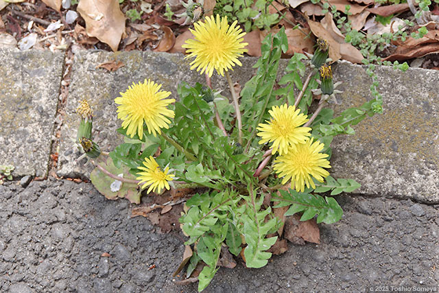 パワフルなタンポポの花