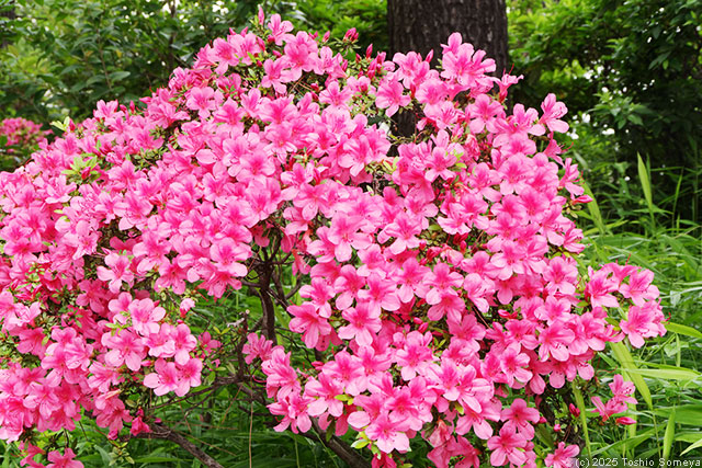 ツツジの花・見頃