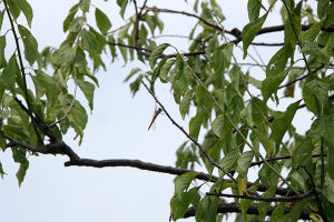 晴れ空が戻るといいね。 晴れ空が戻るといいね。