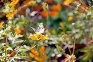 咲いてて良かったね。